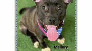 A brown/white American pit bull terrier with tongue's out