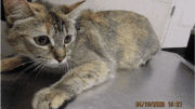A calico cat lying on a table