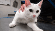 A white/grey cat sitting on a table
