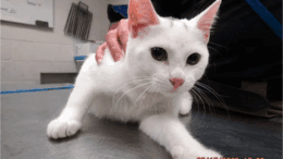 A white/grey cat sitting on a table