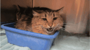 A brown tabby/black cat sitting on a litter box inside a cage