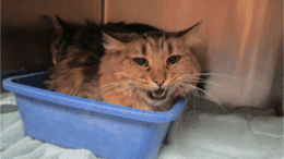 A brown tabby/black cat sitting on a litter box inside a cage