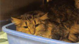 A brown tabby/black cat hiding inside a cage