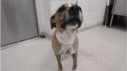 A brown brindle/white with a blue leash