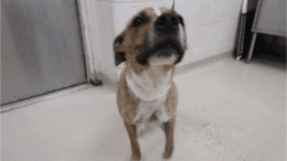 A brown brindle/white with a blue leash