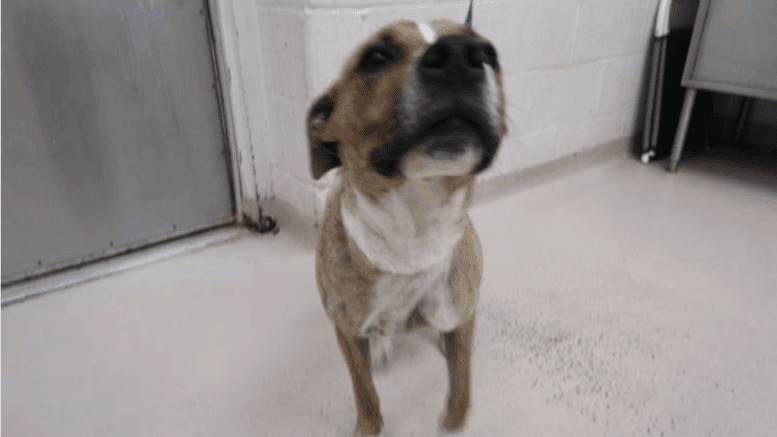 A brown brindle/white with a blue leash