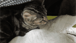 A grey tabby kitten inside a cage