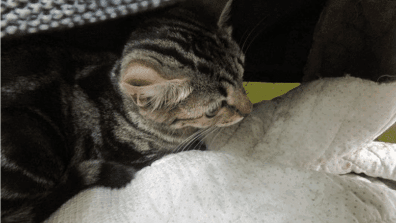 A grey tabby kitten inside a cage
