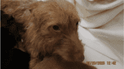 A tawny terrier looking sad