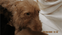 A tawny terrier looking sad