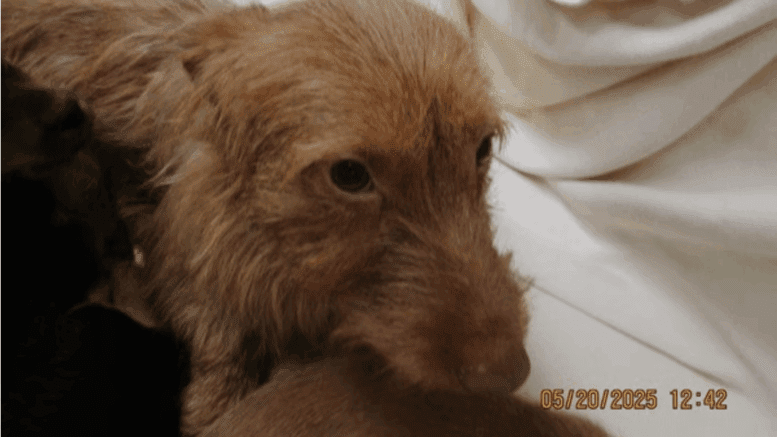 A tawny terrier looking sad