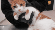 An orange tabby/white cat held by someone