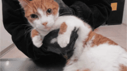 An orange tabby/white cat held by someone