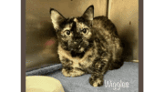 A tortoiseshell cat inside a cage, looking outside