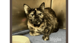 A tortoiseshell cat inside a cage, looking outside