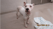 A white American pit bull terrier looking ahead