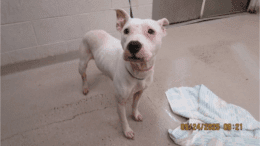 A white American pit bull terrier looking ahead
