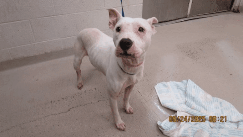 A white American pit bull terrier looking ahead