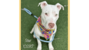 A white American pit bull terrier with a colorful scarf