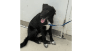A black shepherd sitting on a side with tongue's out