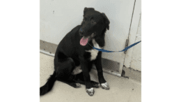 A black shepherd sitting on a side with tongue's out