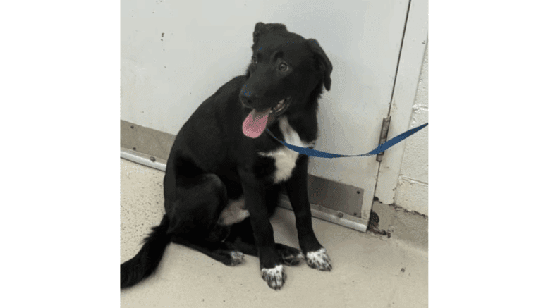 A black shepherd sitting on a side with tongue's out