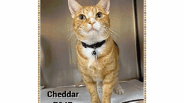 An orange tabby/white inside a cage