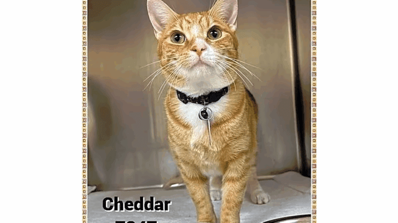 An orange tabby/white inside a cage
