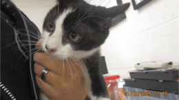 A black/white cat held by someone