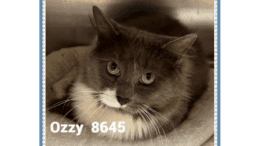 A grey/white cat inside a cage