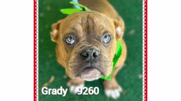 A red brown/white American pit bull terrier with a green leash