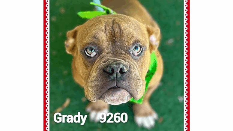 A red brown/white American pit bull terrier with a green leash
