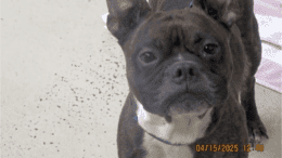 A brindle/white Boston terrier looking angry