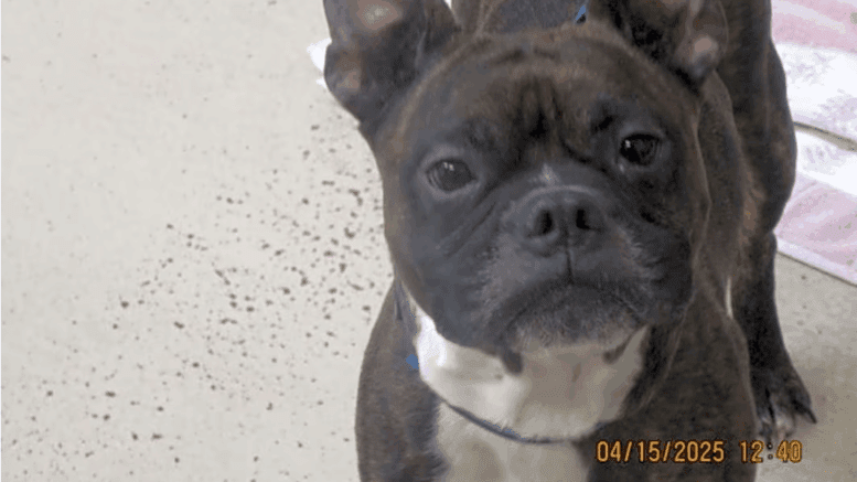 A brindle/white Boston terrier looking angry