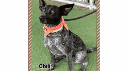 A black/white Australian cattle dog sitting with a leash
