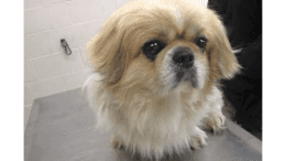 A buff Pekingese looking angry
