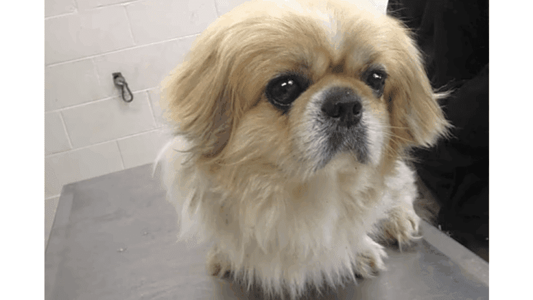 A buff Pekingese looking angry