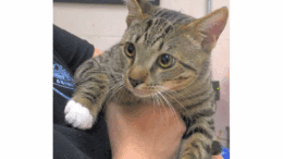 A grey tabby cat held by someone