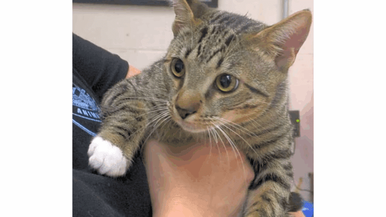 A grey tabby cat held by someone