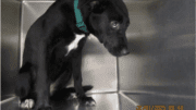 A black/white labrador retriever inside a cage