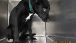 A black/white labrador retriever inside a cage