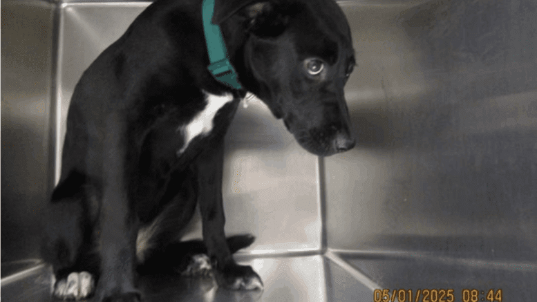 A black/white labrador retriever inside a cage