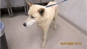 A white Siberian husky with a leash