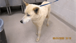 A white Siberian husky with a leash