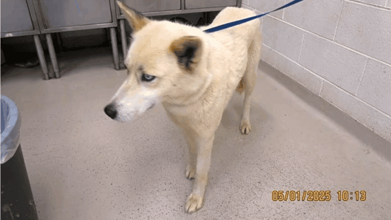 A white Siberian husky with a leash