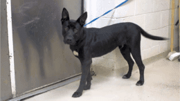 A black shepherd with a blue leash
