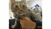 A tabby calico cat being held someone