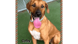 A red brown hound with tongue's out