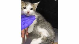 A tabby/white kitten with head's being held by someone