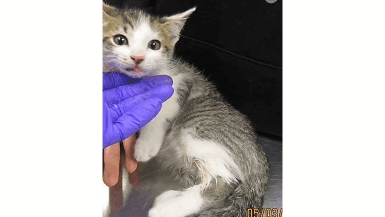 A tabby/white kitten with head's being held by someone
